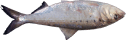 American Shad
