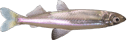 Delta Smelt