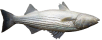 Striped Bass